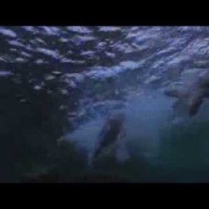 Алексей Рыбников - Охота На Акул