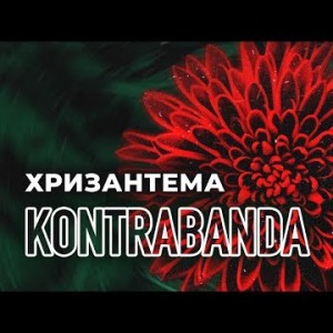 Kontrabanda - Хризантема